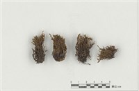 藏品(龍骨砂苔)的圖片